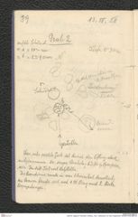 Seite 55, Tagebuch "Dürnstein | Wöbling - neol. | Höbenbach | Kl. Rust | Noppendorf" (NHMW-PRAE-BBB-45)